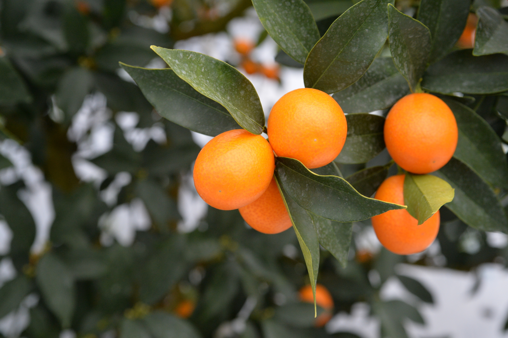 地域生活DX推進